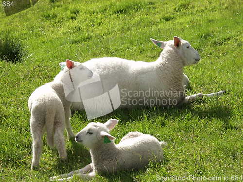 Image of Sheep