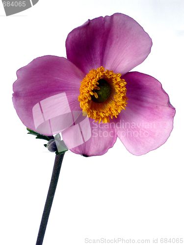 Image of flower
