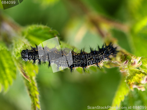 Image of Black caterpillar macro