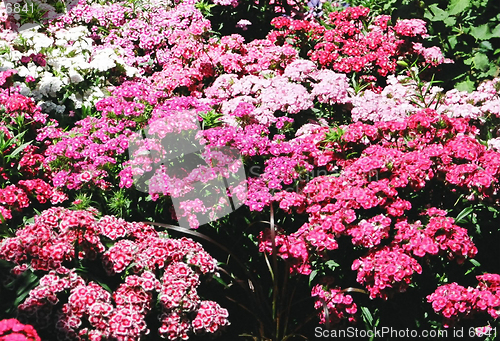 Image of rose flowers