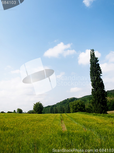 Image of Fresh wheat meadow