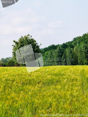 Image of Fresh wheat meadow