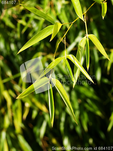 Image of Bamboo leaves