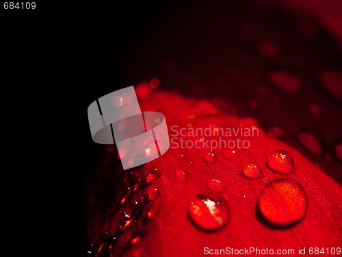Image of Red rose
