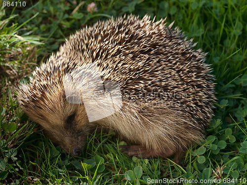 Image of hedgehog sleeping