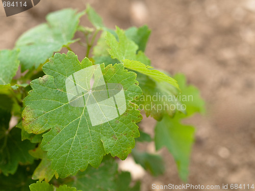 Image of Vine closeup