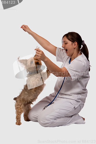 Image of Playful puppy