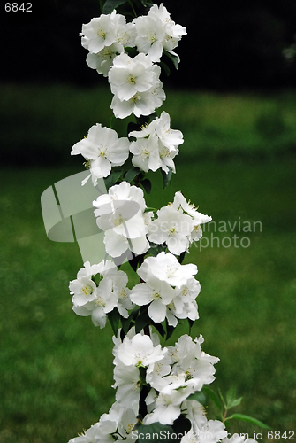 Image of white flowers