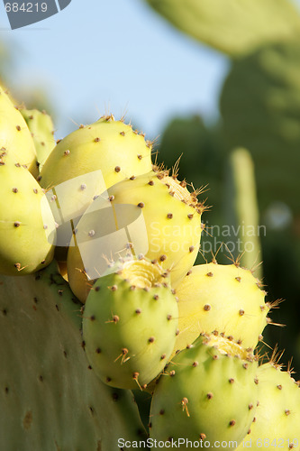 Image of Wild indian figs