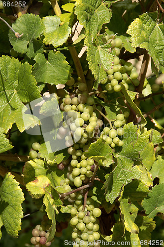 Image of White grapes on vines