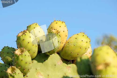 Image of Wild indian figs