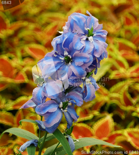 Image of blue flowers