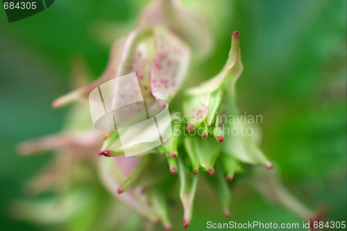 Image of Plant