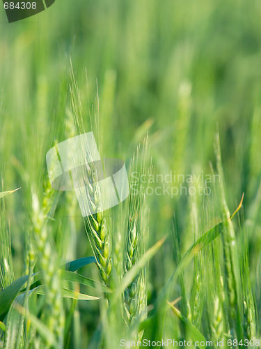 Image of Wheat