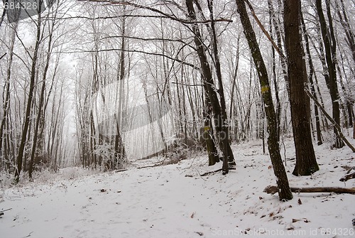 Image of Winter