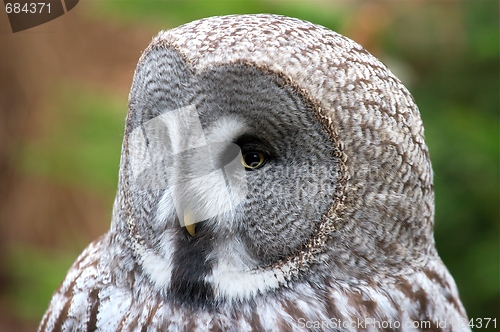 Image of Owl head