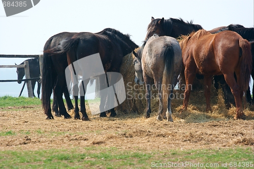Image of Horse