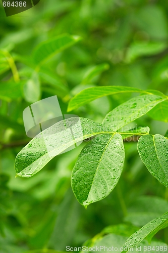 Image of Wet leaves