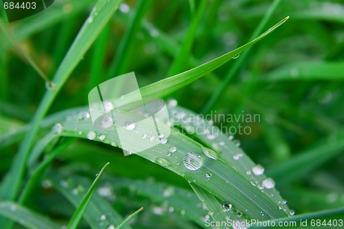 Image of Grass