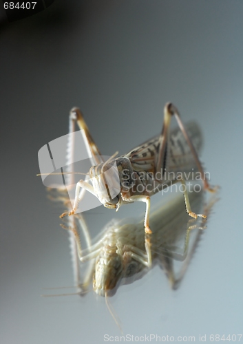 Image of Grasshopper