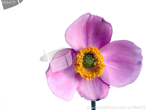 Image of flower