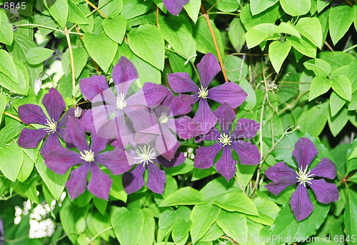 Image of violets
