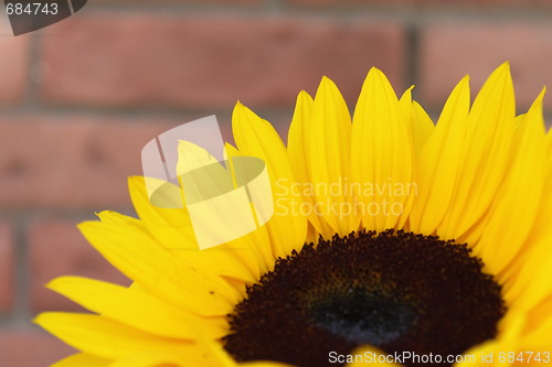 Image of Sunflower