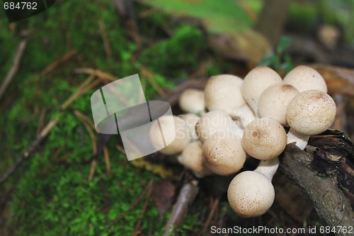 Image of Poisonous mushrooms