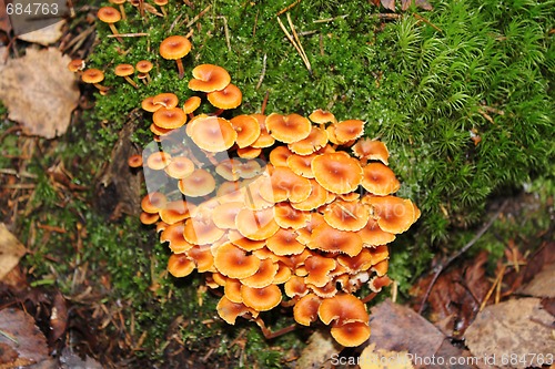 Image of Poisonous mushrooms