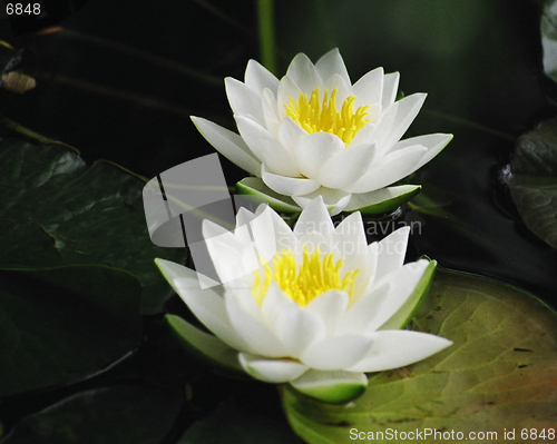 Image of waterlily