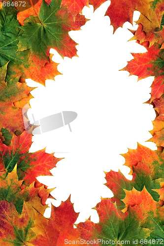 Image of  Maple Leaves in Fall