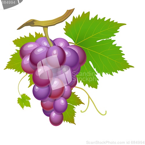 Image of Purple grape