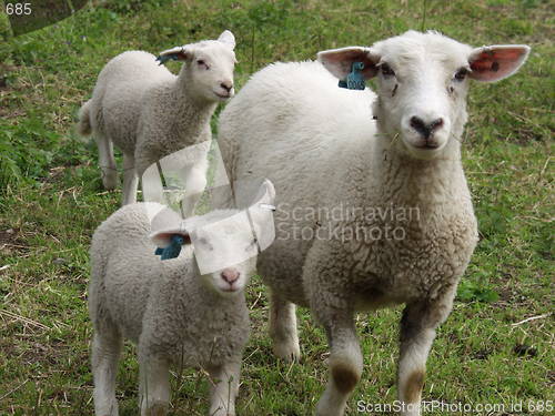 Image of Sheep