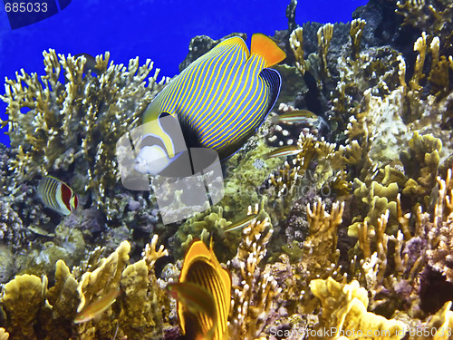 Image of Coral reef and emperor angelfish