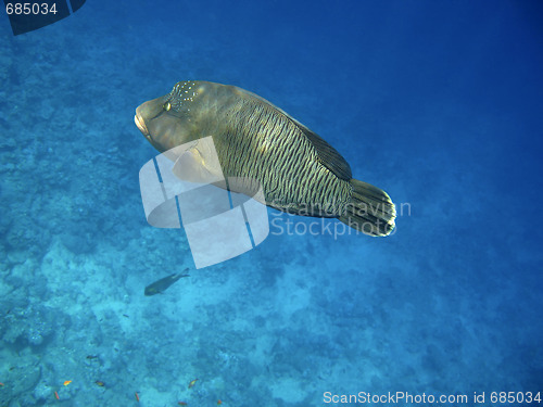 Image of Napoleon wrasse and coral reef