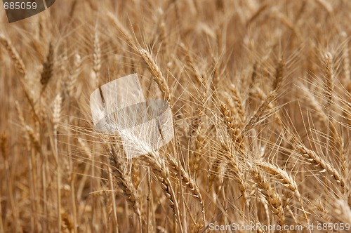 Image of Wheat