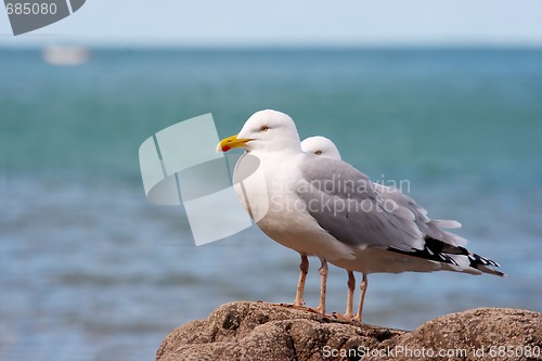 Image of Seagulls