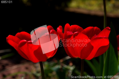 Image of Tulips