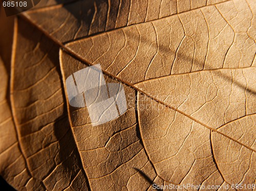 Image of Leaf