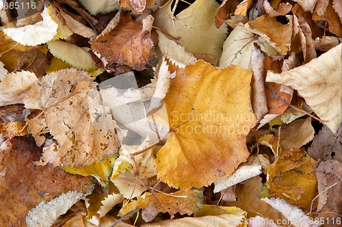 Image of Leaves