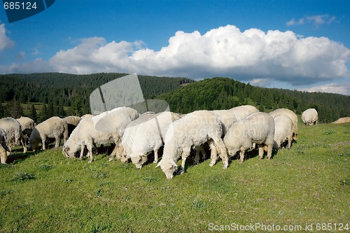 Image of Sheeps