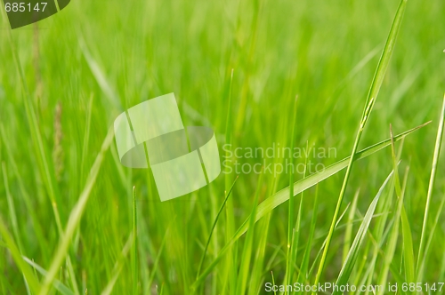 Image of Grass