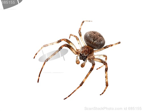 Image of Spider