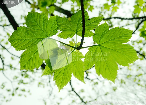 Image of Leaves