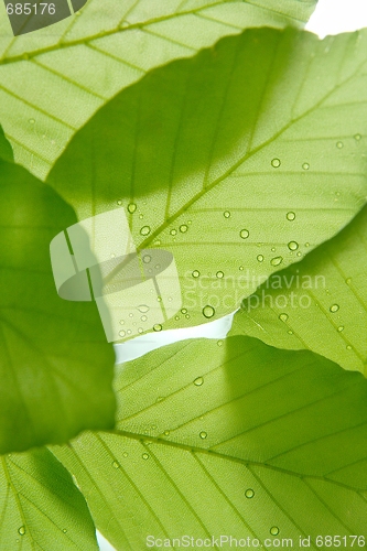 Image of Leaves