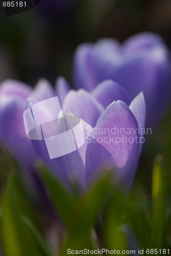 Image of Crocus