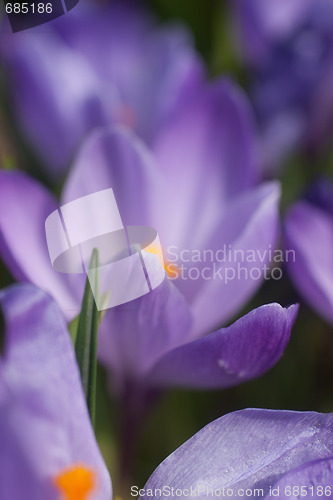 Image of Crocus