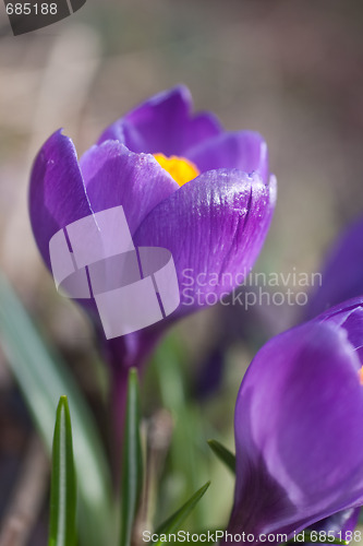 Image of Crocus