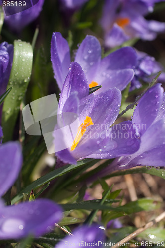 Image of Crocus