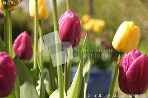 Image of Tulips